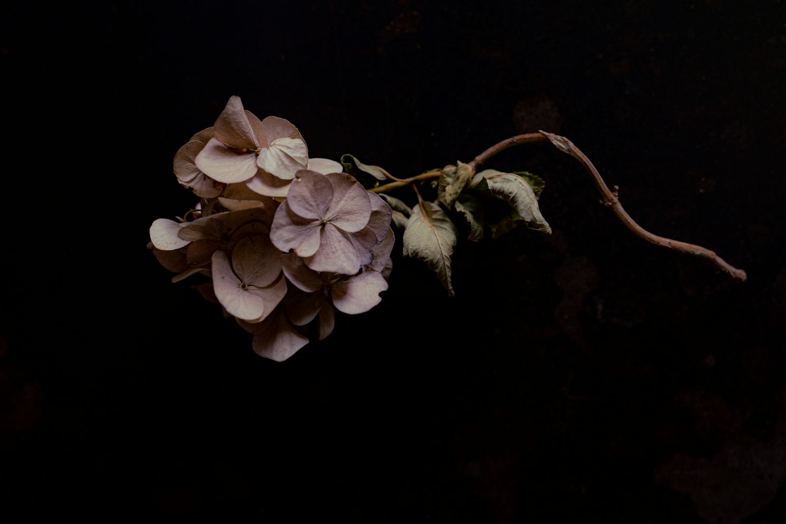 Dried flower