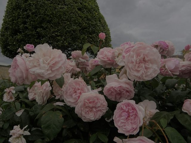 Garden roses