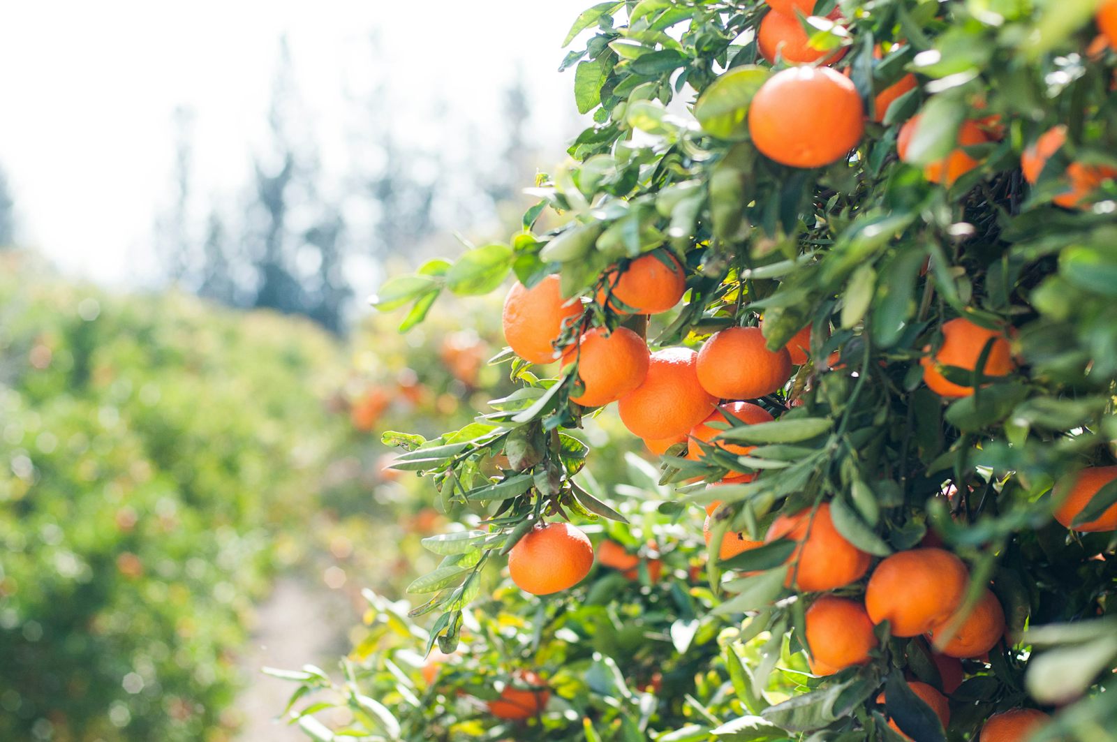 Oranges on the tree