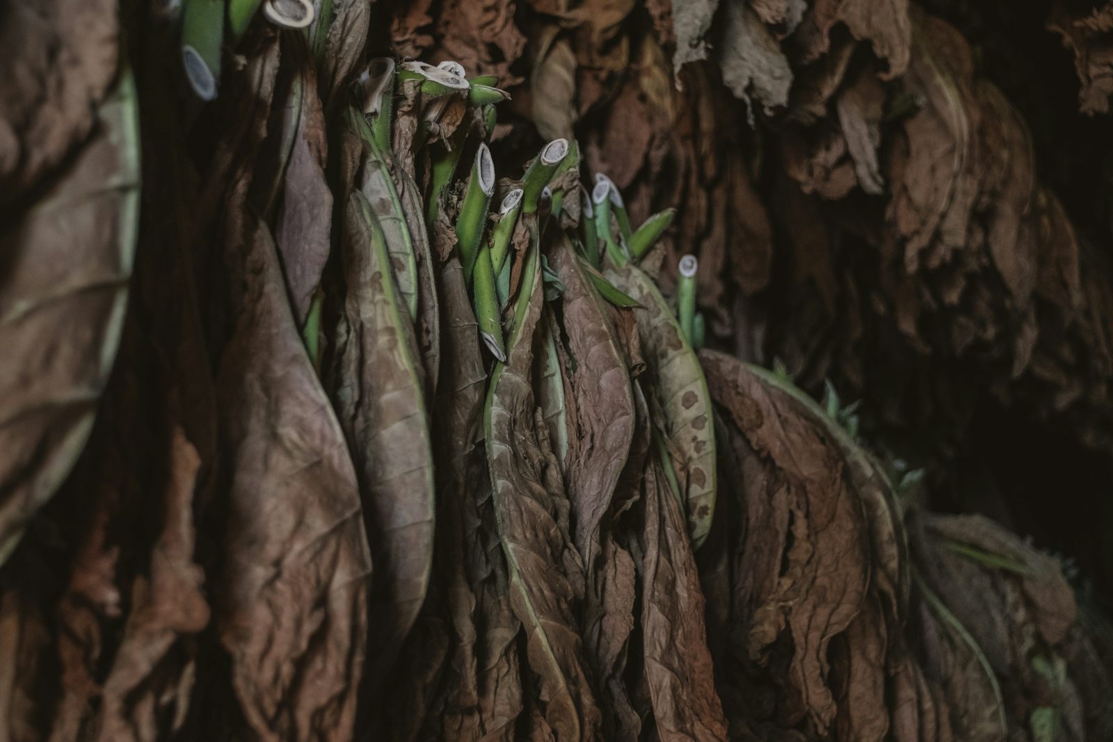 Tobacco leaves
