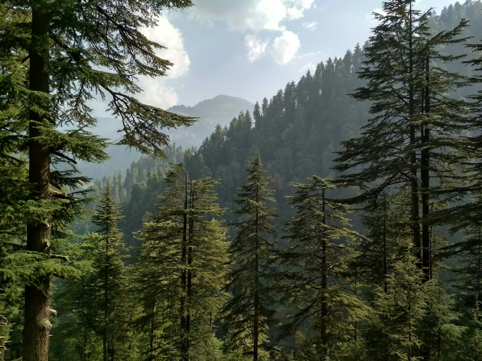 Cedar forest