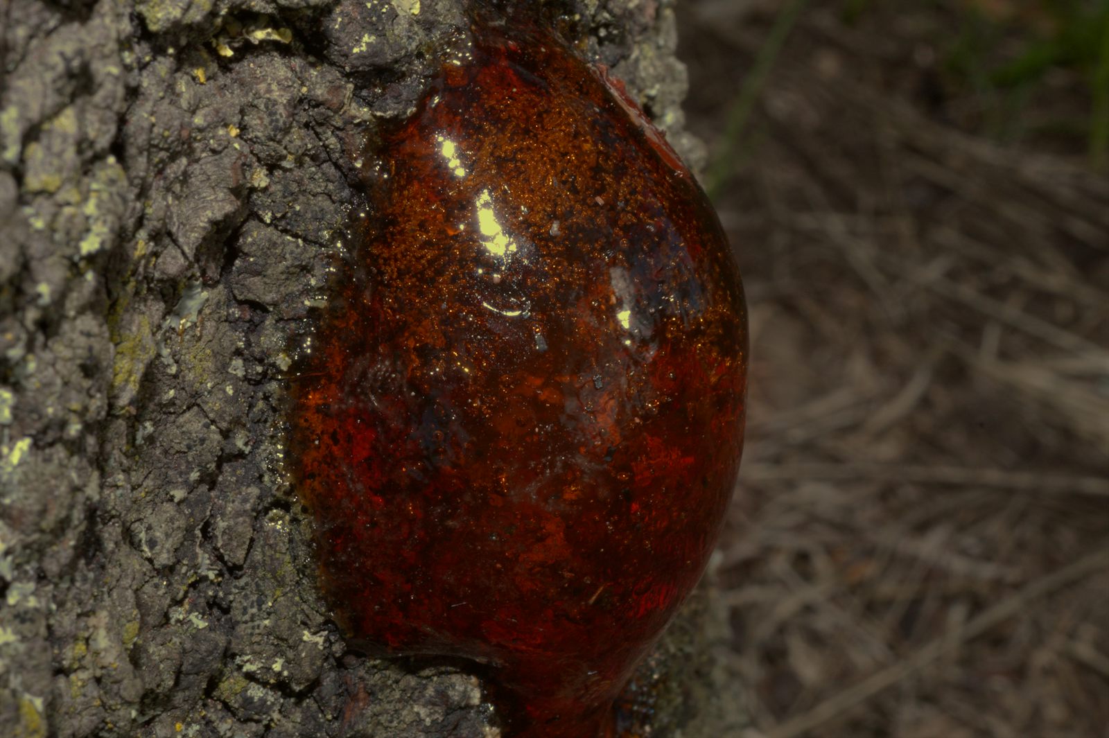 Resin on bark