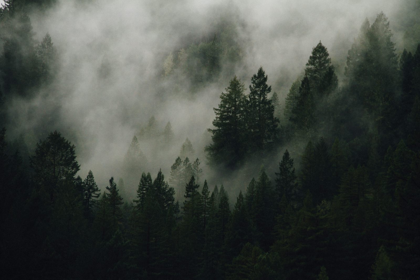 Forest in fog