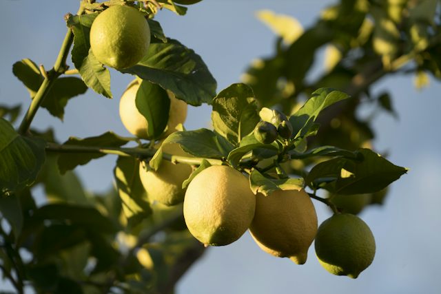 Lemons on the tree