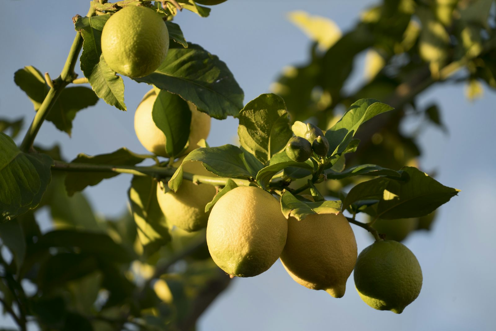 Lemons on the tree