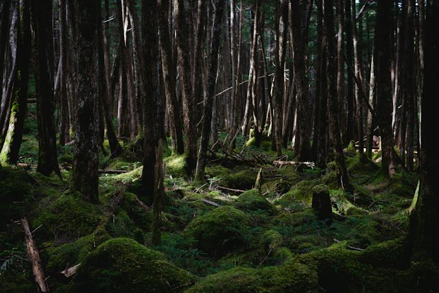 Conifer forest